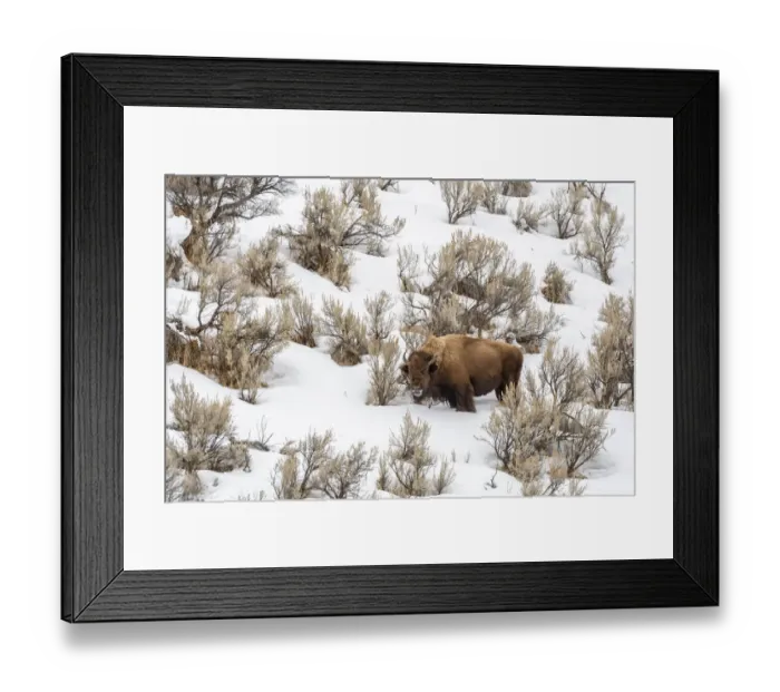 Framed Print : USA, Wyoming, Yellowstone National Park. Bison in snow. Credit as Framed Print : USA, Wyoming, Yellowstone National Park. Bison in snow. Credit as
