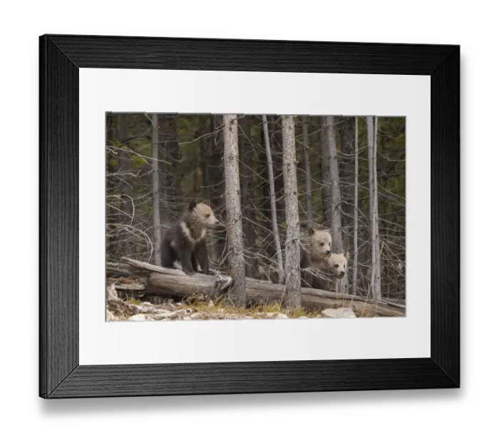 Framed Print : USA, Wyoming, Yellowstone National Park. Three grizzly bear cubs