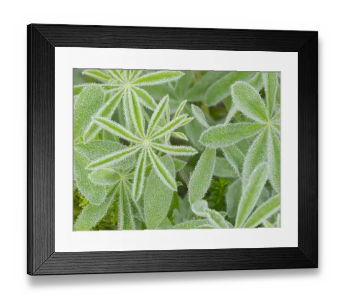 Framed Print : WA, Mount Rainier National Park, Subalpine Lupine leaves and dew (Lupinus latifolius)