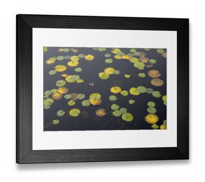 Framed Print : WA, Phantom Lake, Lilly Pads Framed Print : WA, Phantom Lake, Lilly Pads