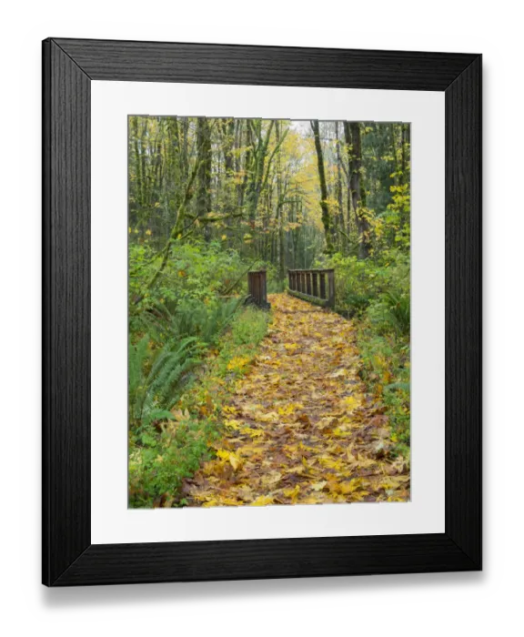 Framed Print : WA, Tiger Mountain, Leaf covered trail Framed Print : WA, Tiger Mountain, Leaf covered trail