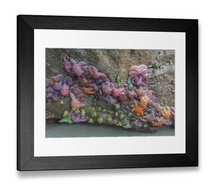 Framed Print : WA, Olympic National Park, Second Beach, Ochre Sear Stars and Giant Green Anemones Framed Print : WA, Olympic National Park, Second Beach, Ochre Sear Stars and Giant Green Anemones