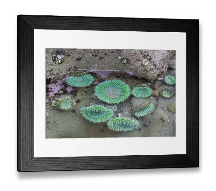 Framed Print : WA, Olympic National Park, Second Beach, Giant Green Anemones Framed Print : WA, Olympic National Park, Second Beach, Giant Green Anemones