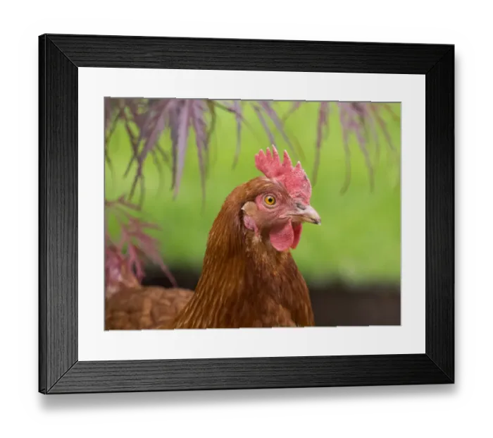 Framed Print : Washington State, ISA Brown chicken Framed Print : Washington State, ISA Brown chicken