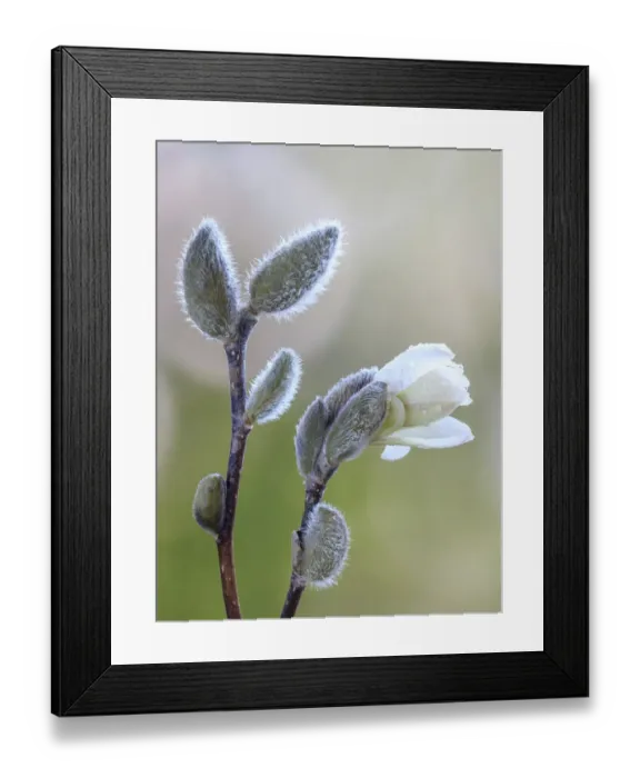 Framed Print : USA, Washington State, Seabeck. Magnolia blossom opening from bud