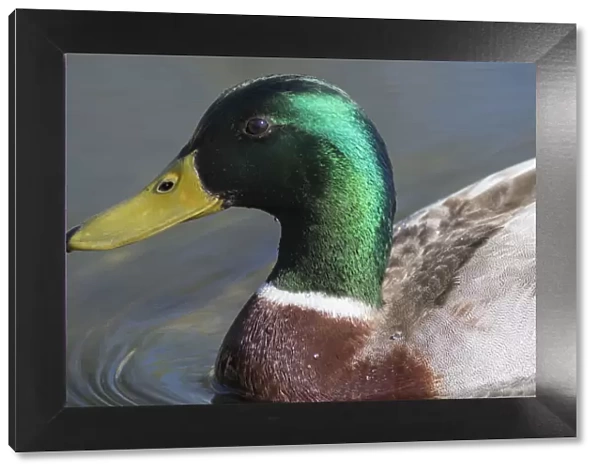 Washington State, Redmond, Lake Sammamish. Male mallard duck