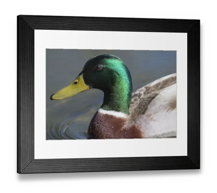 Framed Print : Washington State, Redmond, Lake Sammamish. Male mallard duck