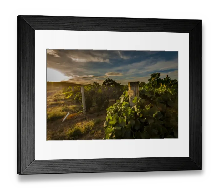 Framed Print : USA, Washington State, Pasco. Morning light on rows of merlot from Sagemoor Vineyard