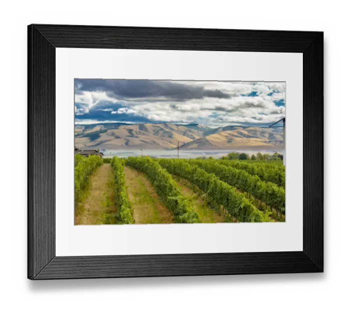 Framed Print : USA, Washington State, Walla Walla. Pepper Bridge Vineyard with Blue Mountains in Framed Print : USA, Washington State, Walla Walla. Pepper Bridge Vineyard with Blue Mountains in