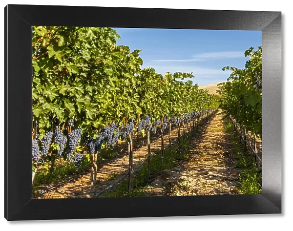 USA, Washington State, Red Mountain. A row of Cabernet Sauvignon grapes in a vineyard in