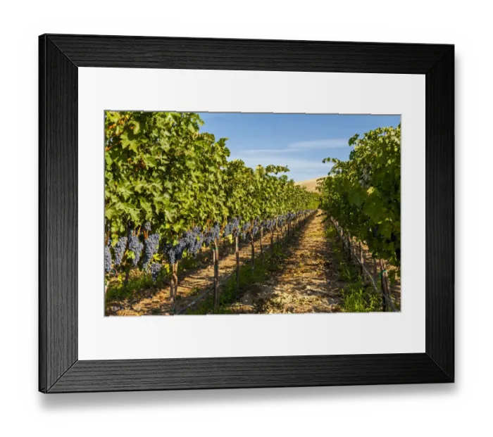 Framed Print : USA, Washington State, Red Mountain. A row of Cabernet Sauvignon grapes in a vineyard in Framed Print : USA, Washington State, Red Mountain. A row of Cabernet Sauvignon grapes in a vineyard in