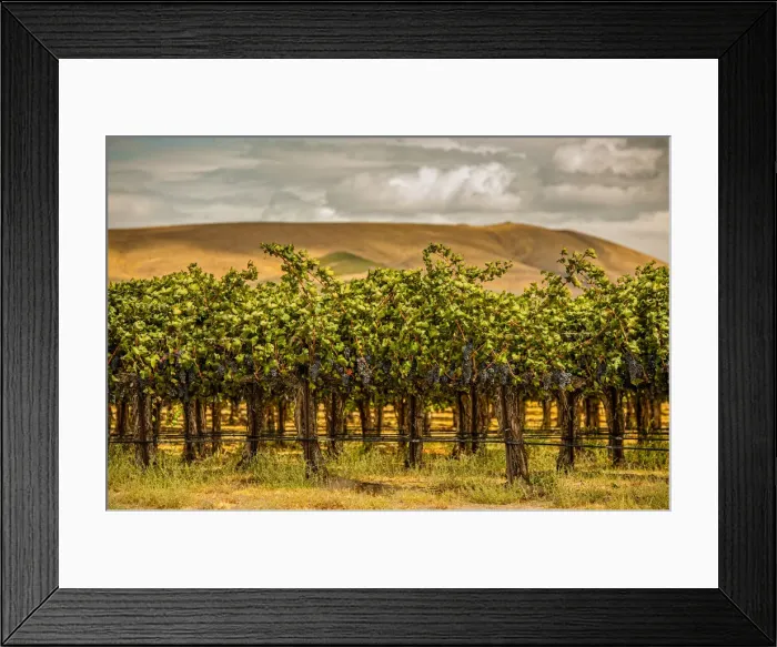 Framed Print : USA, Washington State, Red Mountain. Cabernet Sauvignon in Yakima Valley vineyard