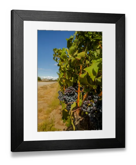 Framed Print : USA, Washington State, Red Mountain. Cabernet Sauvignon in Yakima Valley vineyard