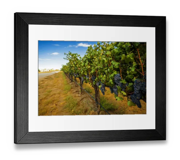 Framed Print : USA, Washington State, Red Mountain. Cabernet Sauvignon in Yakima Valley vineyard Framed Print : USA, Washington State, Red Mountain. Cabernet Sauvignon in Yakima Valley vineyard