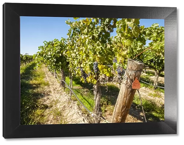 USA, Washington State, Columbia Valley. Old vine cabernet at Gamache Vineyard