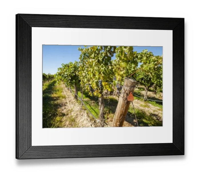 Framed Print : USA, Washington State, Columbia Valley. Old vine cabernet at Gamache Vineyard Framed Print : USA, Washington State, Columbia Valley. Old vine cabernet at Gamache Vineyard