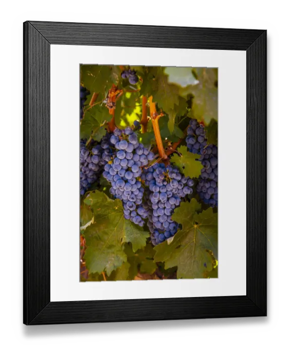 Framed Print : USA, Washington State, Walla Walla. Clusters of Cabernet Sauvignon gather sunlight hours Framed Print : USA, Washington State, Walla Walla. Clusters of Cabernet Sauvignon gather sunlight hours