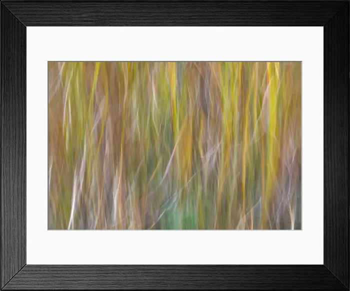 Framed Print : USA, Washington State, Seabeck. Abstract of ornamental grasses