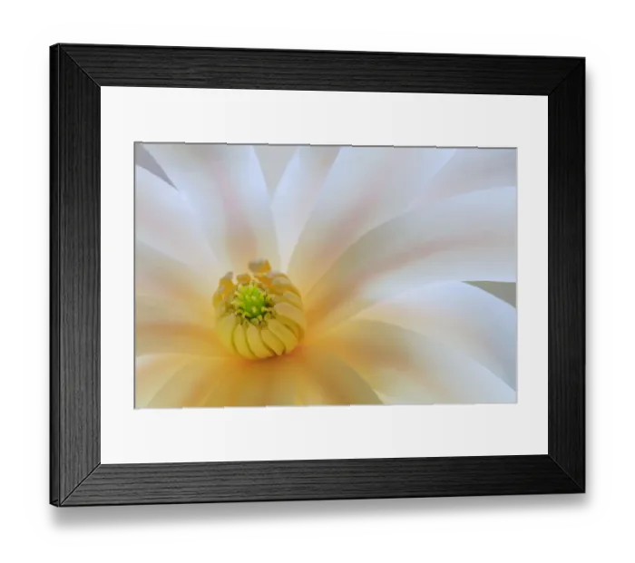 Framed Print : USA, Washington State, Seabeck. Close-up of tulip magnolia blossom