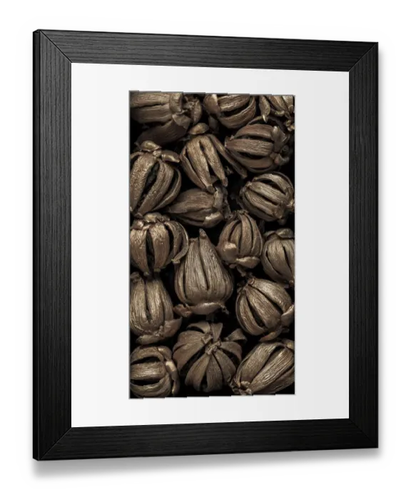 Framed Print : USA, Washington State, Seabeck. Hawaiian autograph tree seedpods Framed Print : USA, Washington State, Seabeck. Hawaiian autograph tree seedpods