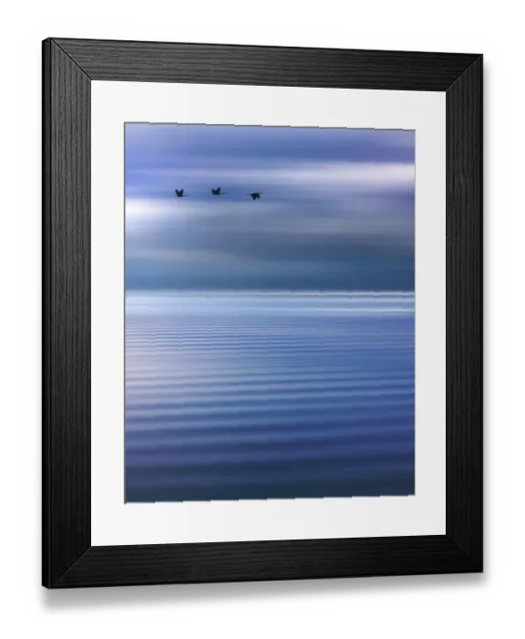 Framed Print : USA, Washington State, Seabeck. Composite of birds flying over Hood Canal