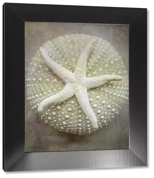 USA, Washington State, Seabeck. Sea star on sea urchin. Credit as