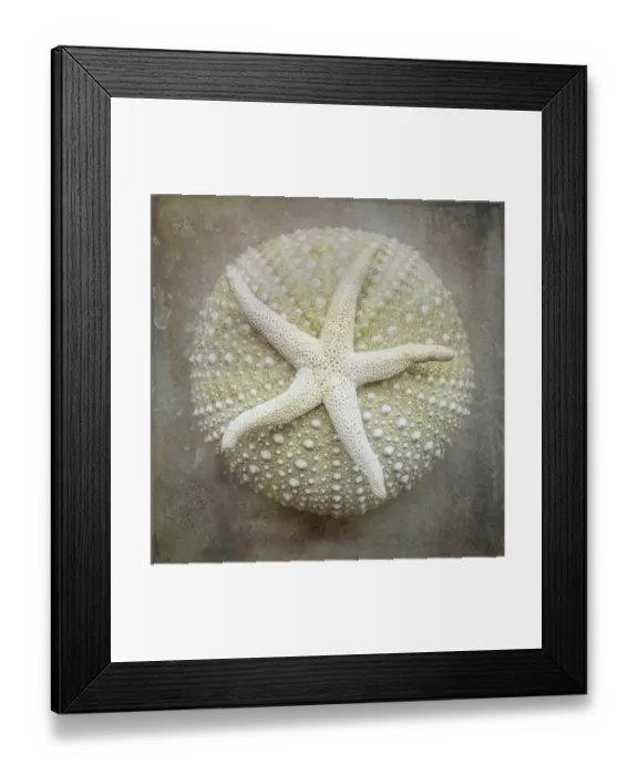 Framed Print : USA, Washington State, Seabeck. Sea star on sea urchin. Credit as Framed Print : USA, Washington State, Seabeck. Sea star on sea urchin. Credit as