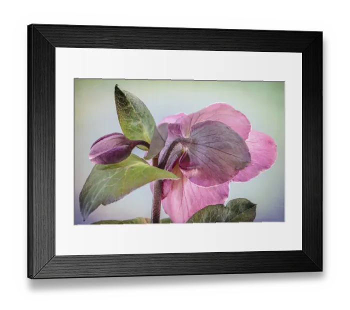 Framed Print : USA, Washington State, Seabeck. Hellebore blossom and bud