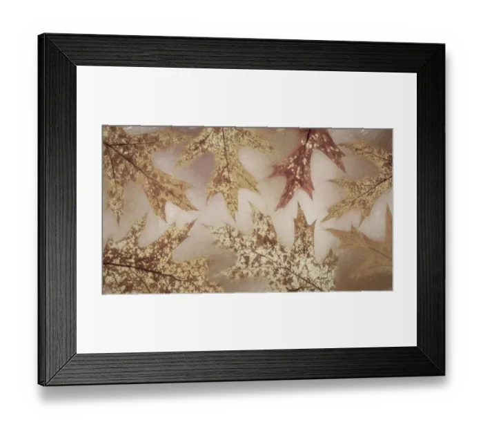 Framed Print : USA, Washington State, Seabeck. Fall oak Leaves. Credit as
