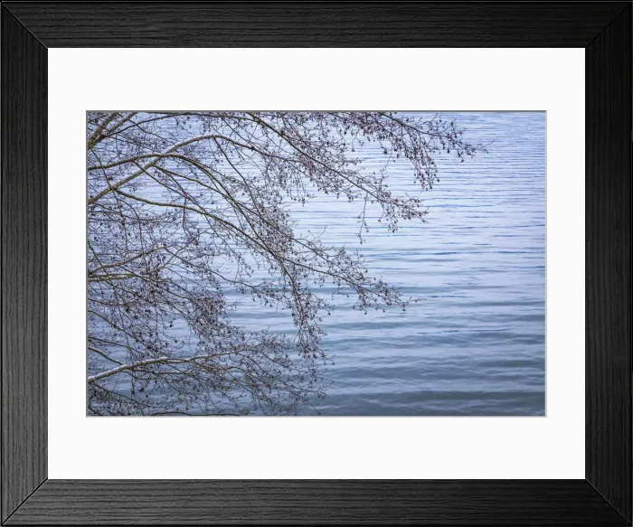 Framed Print : USA, Washington State, Seabeck. Alder branches in winter and Hood Canal Framed Print : USA, Washington State, Seabeck. Alder branches in winter and Hood Canal