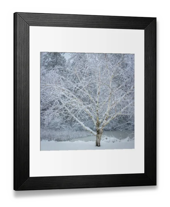Framed Print : USA, Washington State, Seabeck. Snow-covered birch tree