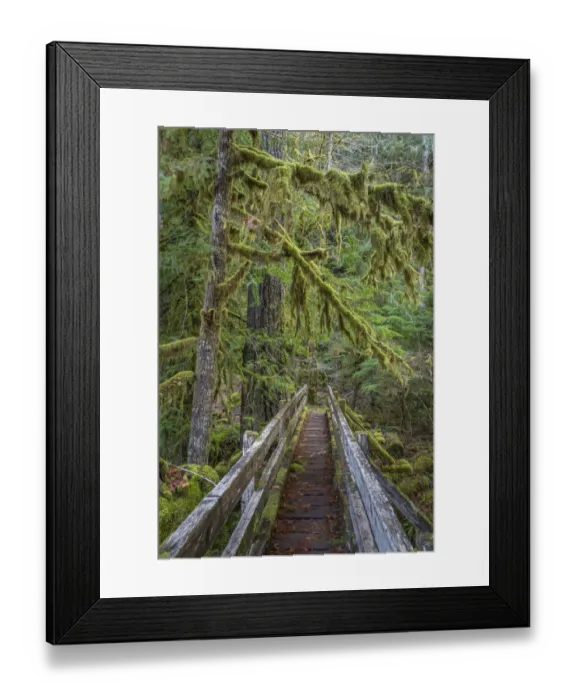 Framed Print : USA, Washington State, Olympic National Park. Walkway through bigleaf maples forest Framed Print : USA, Washington State, Olympic National Park. Walkway through bigleaf maples forest