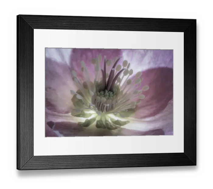 Framed Print : USA, Washington State, Seabeck. Hellebore blossom close-up Framed Print : USA, Washington State, Seabeck. Hellebore blossom close-up