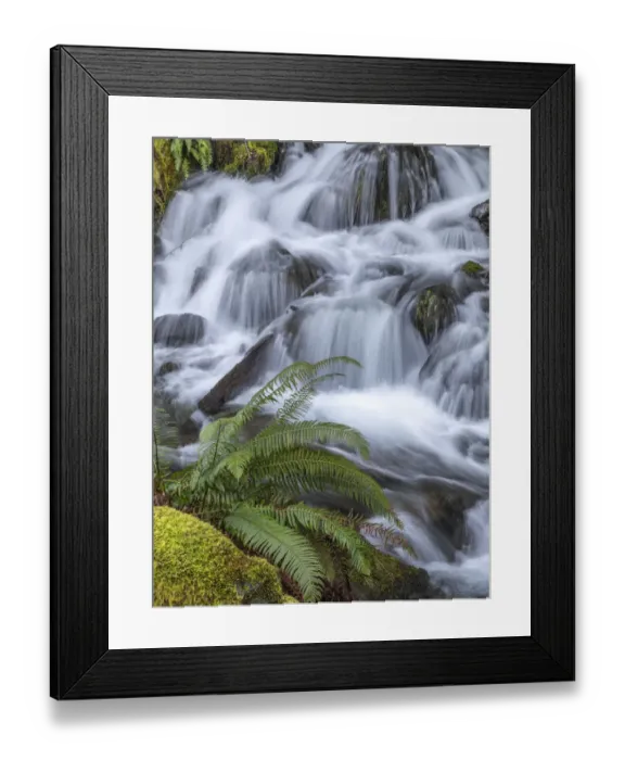 Framed Print : USA, Washington State, Olympic National Forest. Sword fern and cascading stream