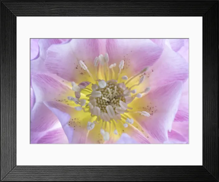 Framed Print : USA, Washington State, Seabeck. Hellebore blossom close-up Framed Print : USA, Washington State, Seabeck. Hellebore blossom close-up
