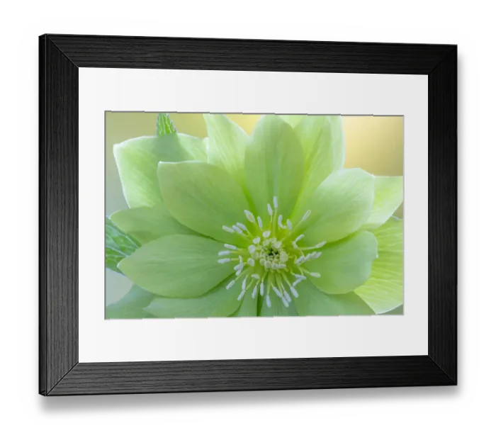 Framed Print : USA, Washington State, Seabeck. Helleborus jade tiger flower close-up Framed Print : USA, Washington State, Seabeck. Helleborus jade tiger flower close-up