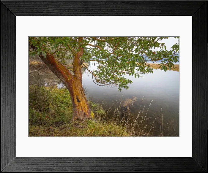 Framed Print : USA, Washington State, Holly. Madrone tree next to Hood Canal Framed Print : USA, Washington State, Holly. Madrone tree next to Hood Canal
