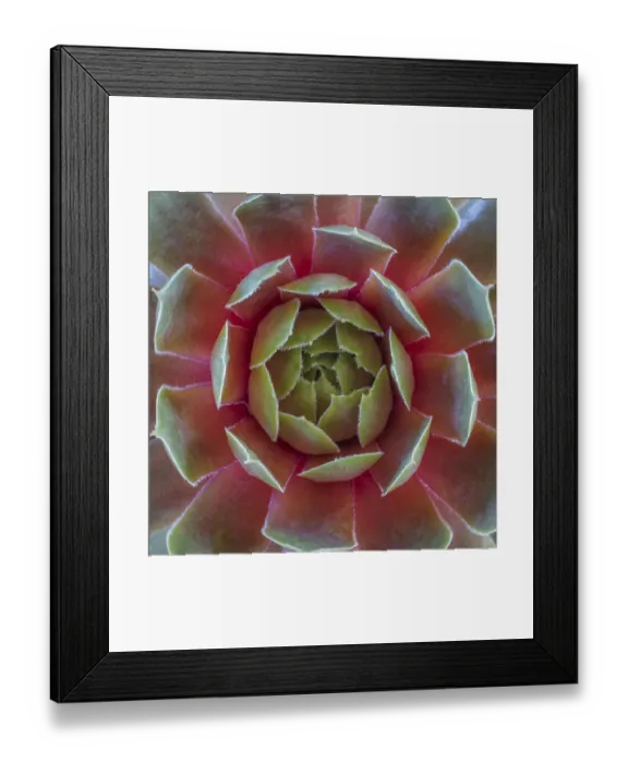 Framed Print : USA, Washington State, Seabeck. Close-up of sempervivum ruby heart plant