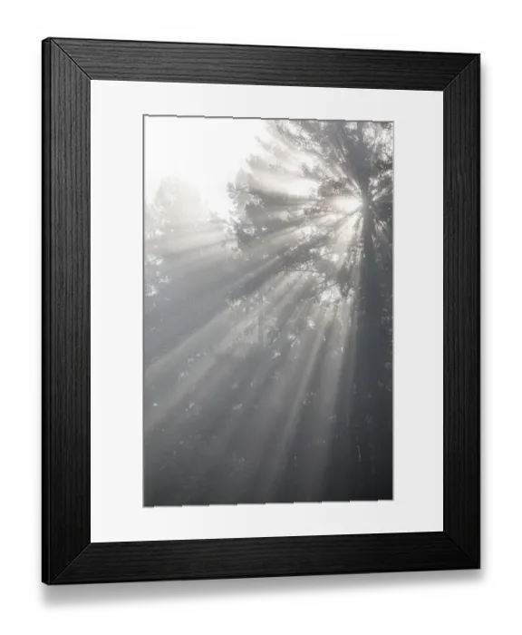 Framed Print : USA, Washington State, Seabeck. God rays and fog in forest Framed Print : USA, Washington State, Seabeck. God rays and fog in forest