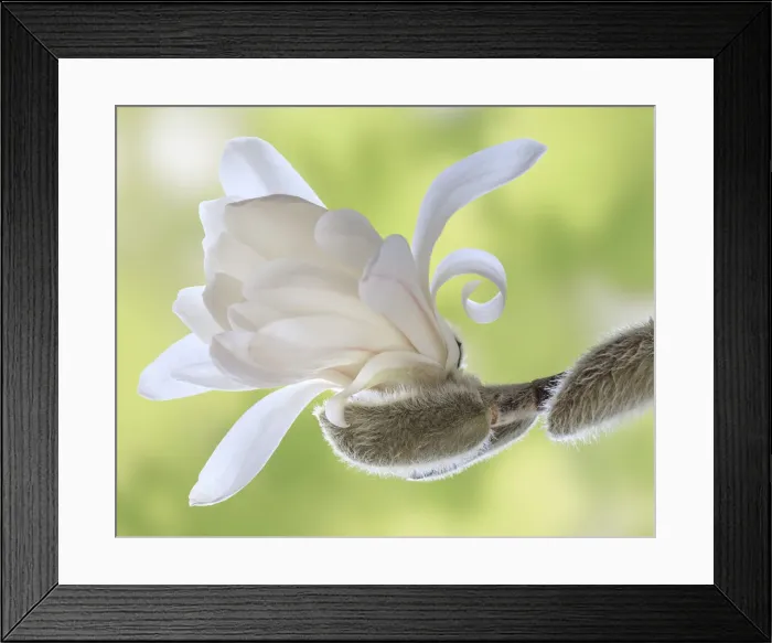 Framed Print : USA, Washington State, Seabeck. Close-up of tulip magnolia blossom emerging from bud Framed Print : USA, Washington State, Seabeck. Close-up of tulip magnolia blossom emerging from bud