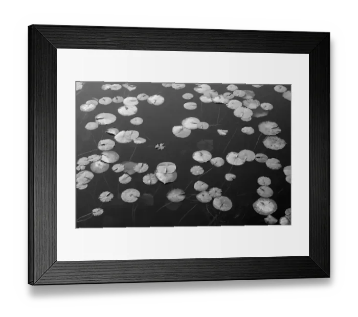 Framed Print : WA, Phantom Lake, Lilly Pads Framed Print : WA, Phantom Lake, Lilly Pads