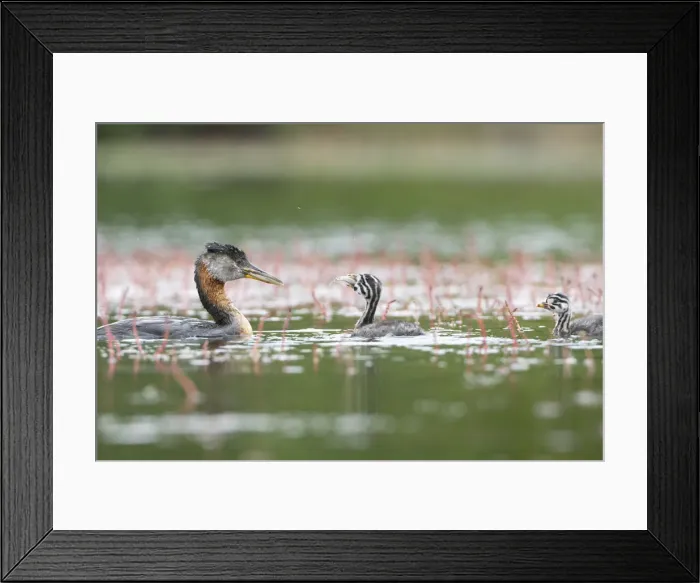 Framed Print : USA, Washington State. A Red-necked Grebe (Podiceps grisegena