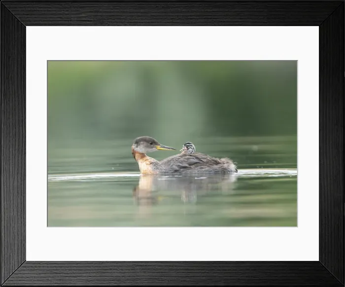 Framed Print : USA, Washington State. A Red-necked Grebe (Podiceps grisegena