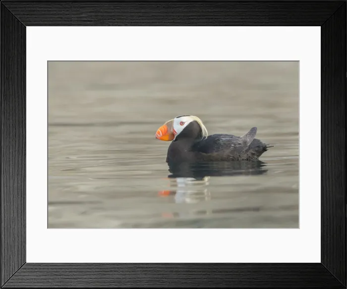 Framed Print : USA, Washington State. A Tufted Puffin (Fratercula cirrhata Framed Print : USA, Washington State. A Tufted Puffin (Fratercula cirrhata