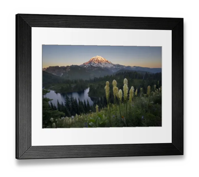 Framed Print : USA, Washington State. Beargrass (Xerophyllum tenax) wildflowers from the flank of Tolmie Framed Print : USA, Washington State. Beargrass (Xerophyllum tenax) wildflowers from the flank of Tolmie