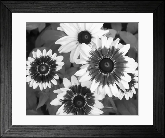 Framed Print : WA, Redmond, Gloriosa Daisy