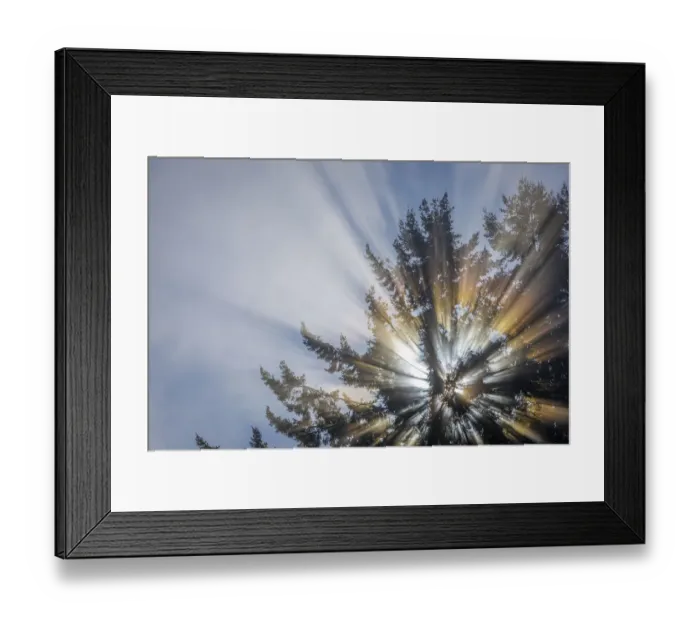 Framed Print : USA, Washington State, Seabeck. Morning sunburst in tree Framed Print : USA, Washington State, Seabeck. Morning sunburst in tree