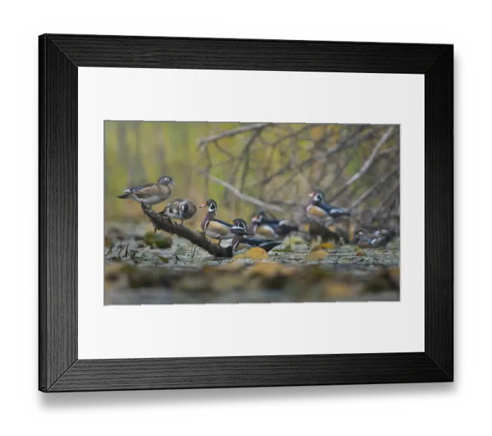 Framed Print : USA, Washington State. Wood Ducks (Aix sponsa) flock roosts on a quiet pond. Seattle Framed Print : USA, Washington State. Wood Ducks (Aix sponsa) flock roosts on a quiet pond. Seattle