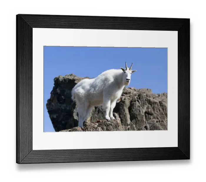 Framed Print : WA, Alpine Lakes Wilderness, Mountain goat, Nanny