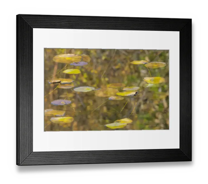 Framed Print : WA, Phantom Lake, Lilly Pads Framed Print : WA, Phantom Lake, Lilly Pads